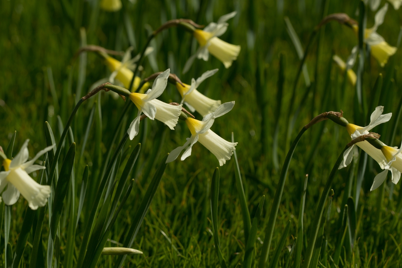 Narcissus Elka  Frühjahrsblüher  Blumenzwiebelversand  Bernd 