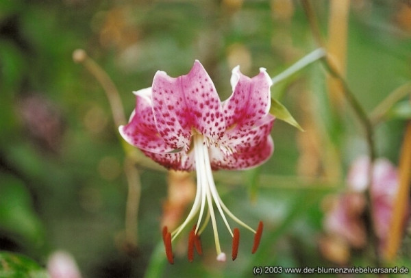 Lilium speciosum rubrum