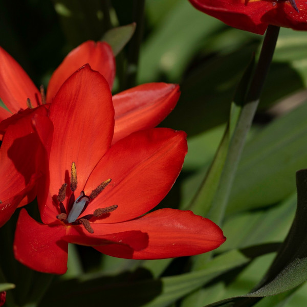 Tulipa praestans Zwanenburg