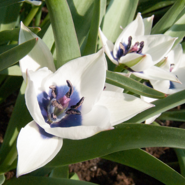 Tulipa humilis alba coerulea