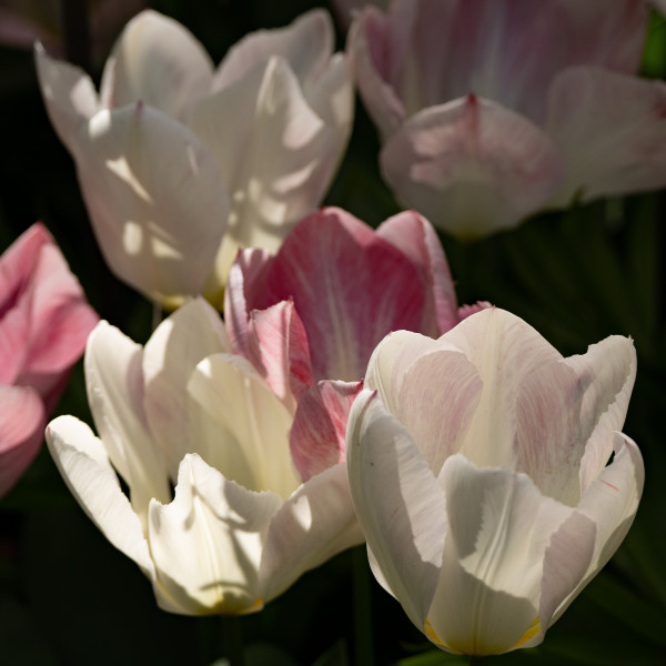 Tulipa fosteriana Flaming Purissima
