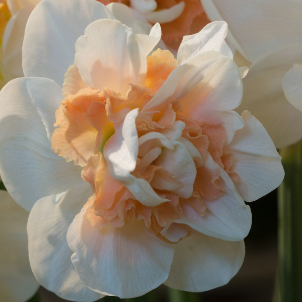 Narcissus Pink Paradise