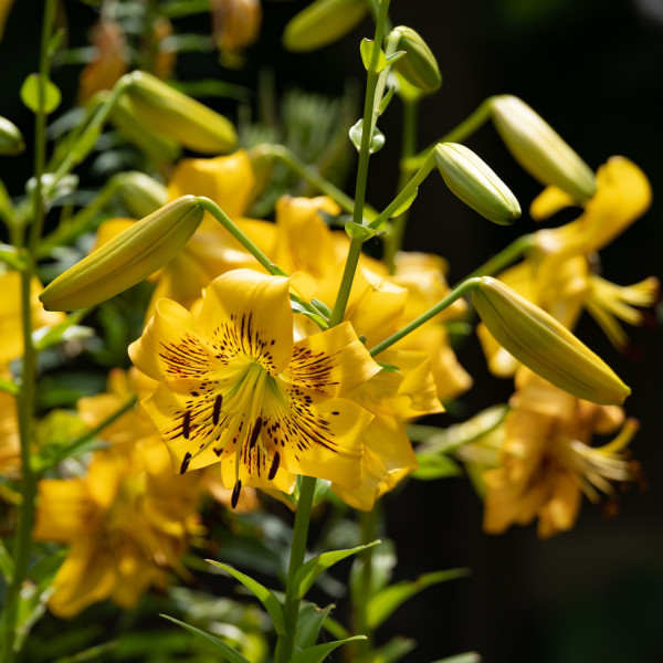 Lilium Yellow Bruce