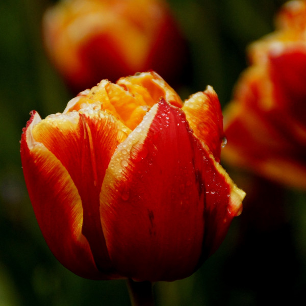 Tulipa Bad Wörishofen