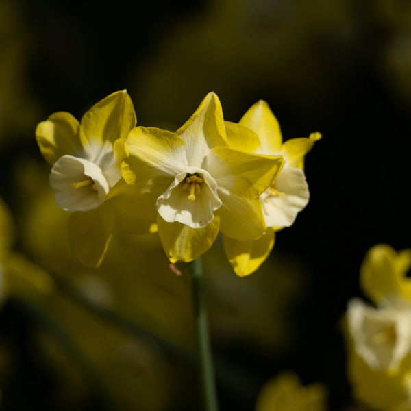 Narcissus Regeneration
