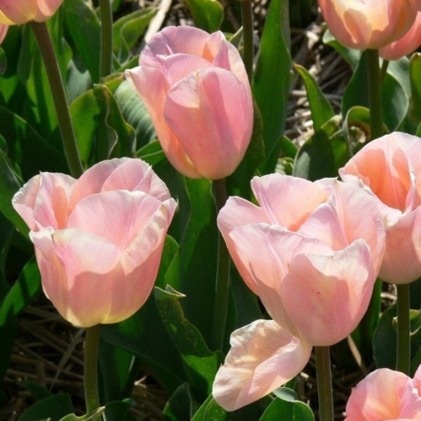 Tulipa Apricot Beauty