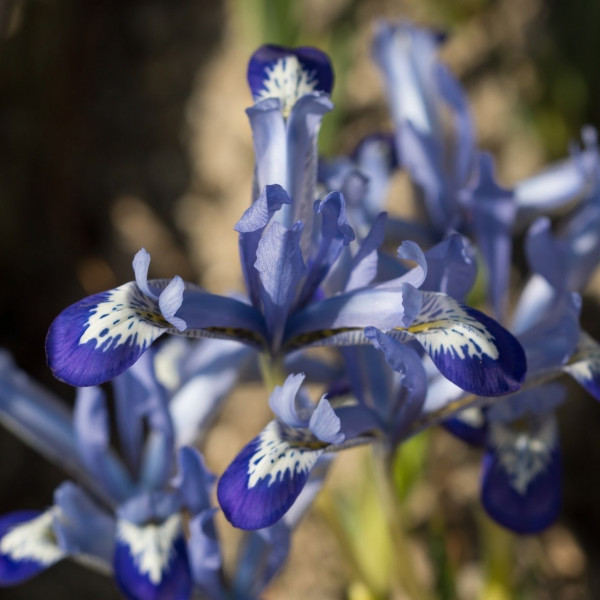 Iris reticulata Clairette