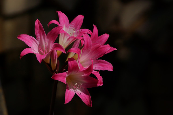Amaryllis belladonna rosea