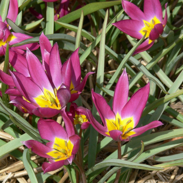 Tulipa humilis violacea gelbes Auge