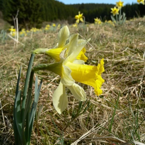 Narcissus pseudonarcissus ssp. lobularis