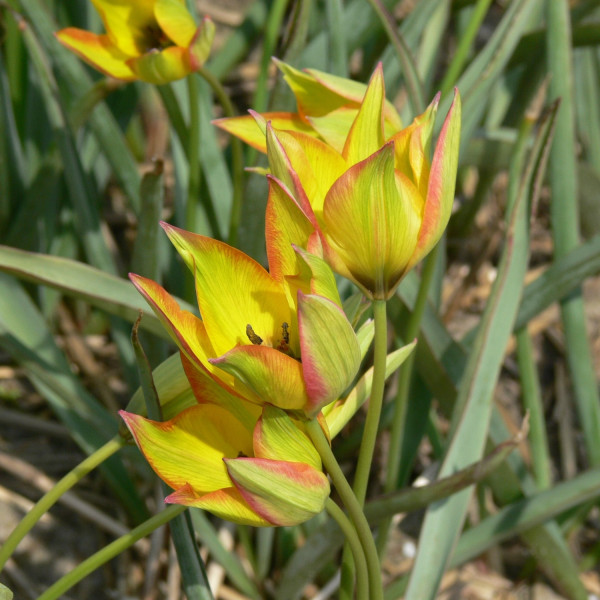Tulipa orphanidea flava