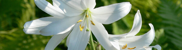 Lilium candidum