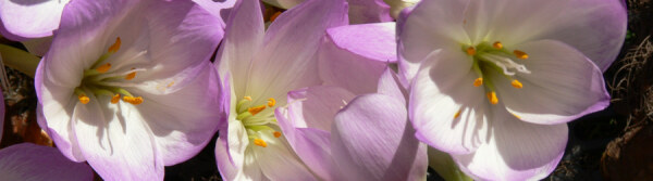 Colchicum