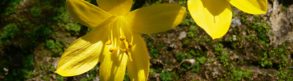 Sternbergia