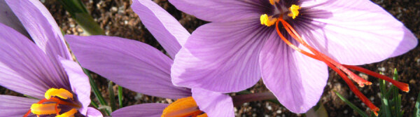 Crocus autumnale