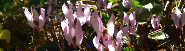 Cyclamen autumnale