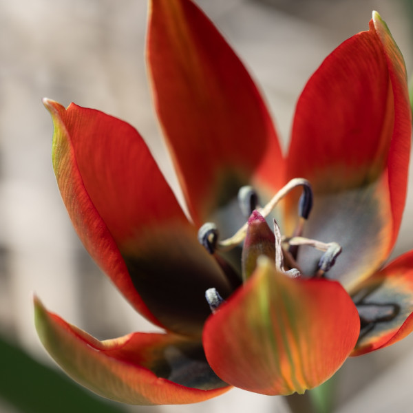 Tulipa hageri