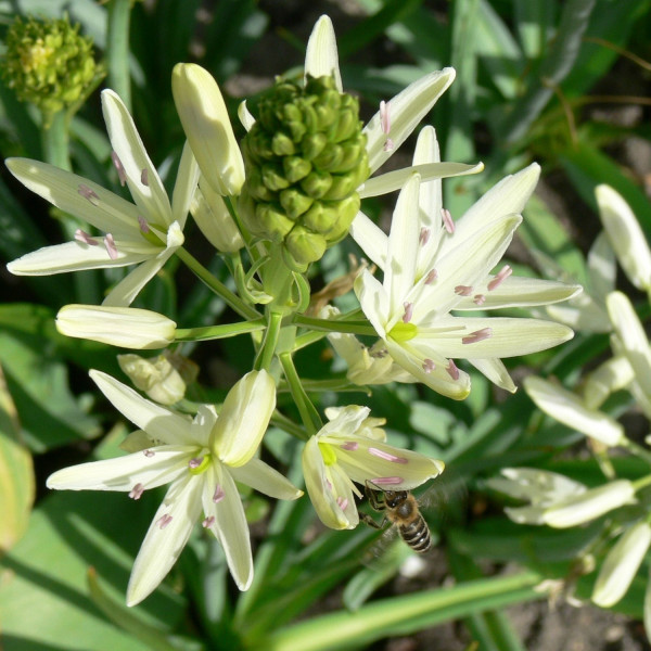 Camassia leichtlinii alba