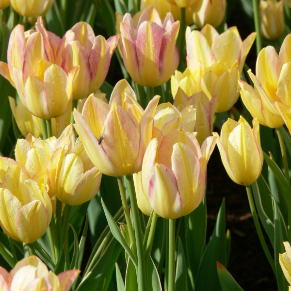 Tulipa Antoinette