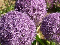 Allium Globemaster