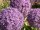 Allium Globemaster