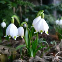 Leucojum vernum