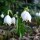 Leucojum vernum