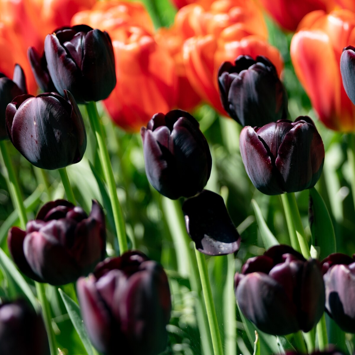 Tulpenzwiebeln 'Café Noir' – 5 Stück, Für Garten & Balkon, Pflegeleicht