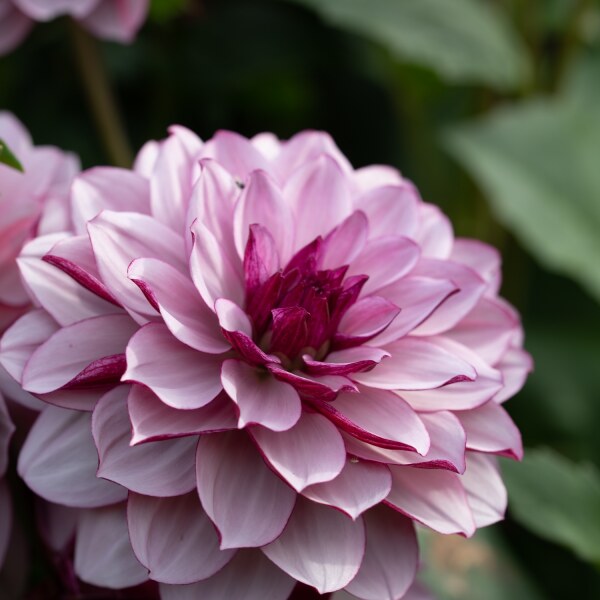 Dahlia Creme de Cassis