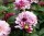 Dahlia Creme de Cassis