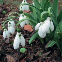Galanthus Polar Ice